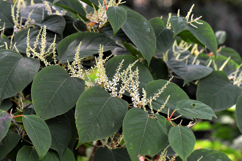 14 green leaves with blossom attached to them.