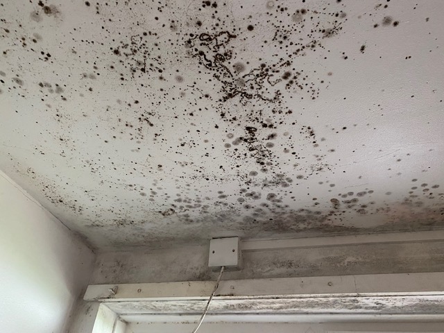 Black Mould on white ceiling